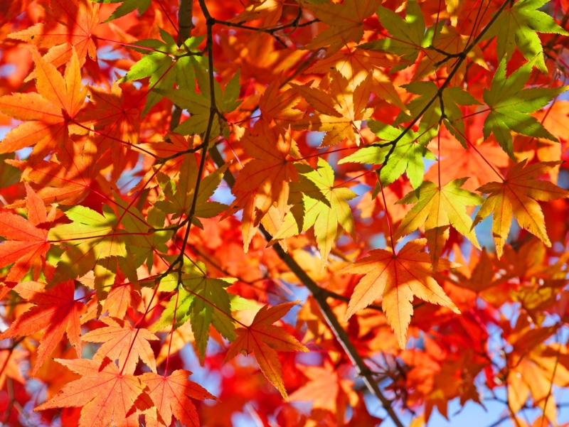 f:id:hiroshisj:20161201223115j:image