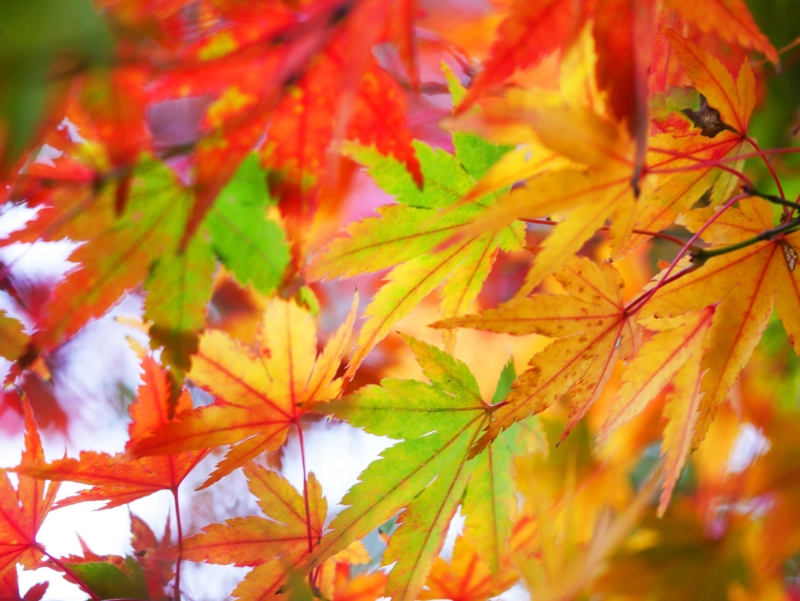 f:id:hiroshisj:20161201223459j:image