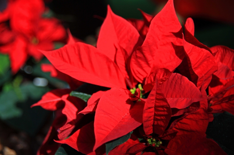 f:id:hiroshisj:20161211214023j:image f:id:hiroshisj:20161211214023j:image