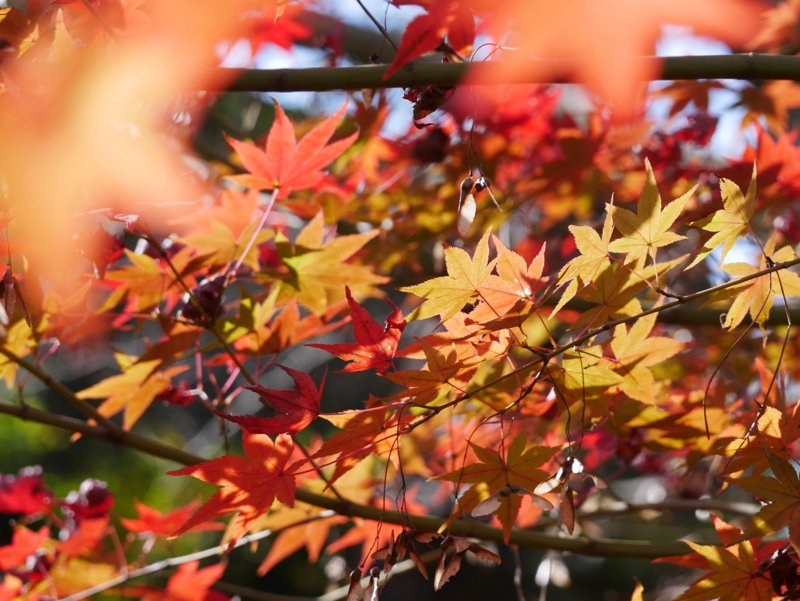 f:id:hiroshisj:20161213195029j:image