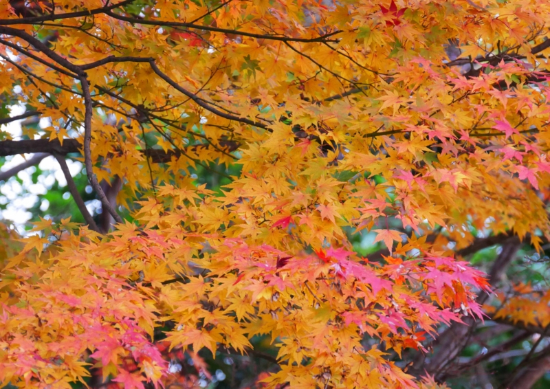 f:id:hiroshisj:20161213195153j:image