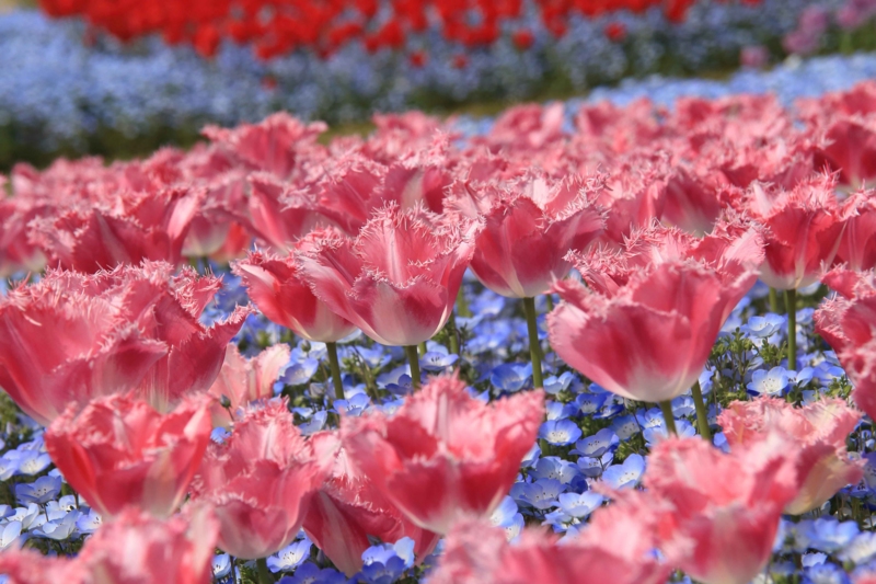 f:id:hiroshisj:20170415180547j:image