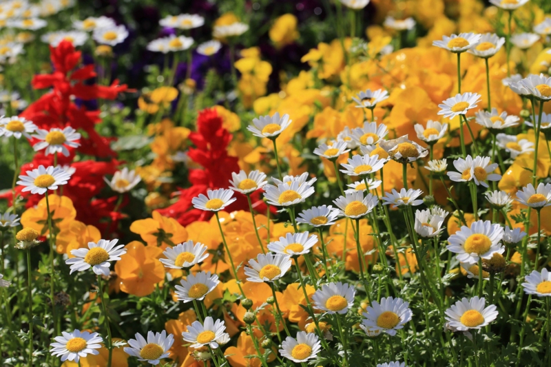 フォト・ライブラリー(527)教会の庭の花々 - 片柳神父のブログ「道の