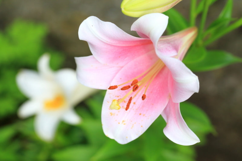 f:id:hiroshisj:20170618183303j:image