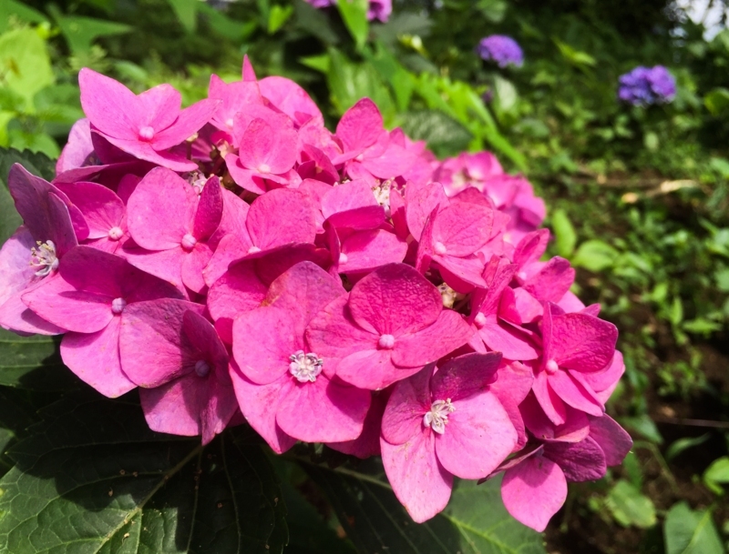 f:id:hiroshisj:20170629225110j:image