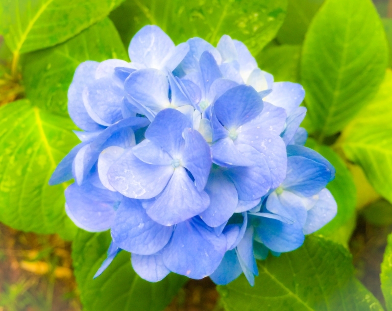 f:id:hiroshisj:20170705183614j:image f:id:hiroshisj:20170705183614j:image