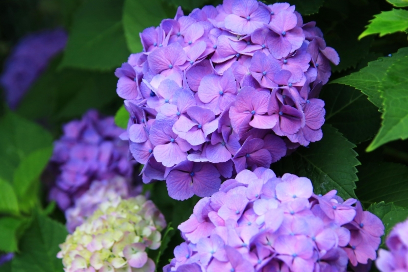 f:id:hiroshisj:20170705184728j:image f:id:hiroshisj:20170705184728j:image