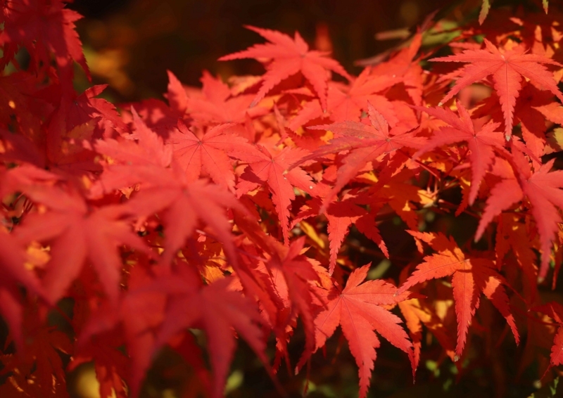 f:id:hiroshisj:20171116164948j:image