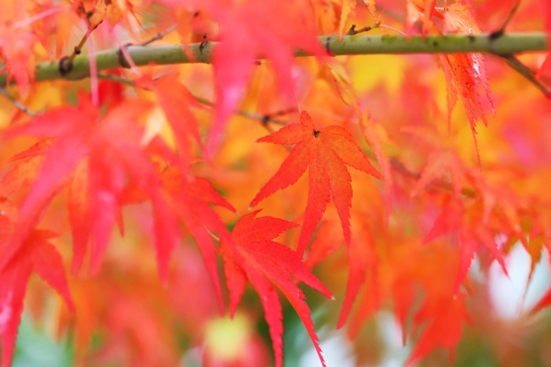 f:id:hiroshisj:20171124224050j:image f:id:hiroshisj:20171124224050j:image