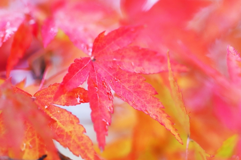 f:id:hiroshisj:20171124224107j:image f:id:hiroshisj:20171124224107j:image