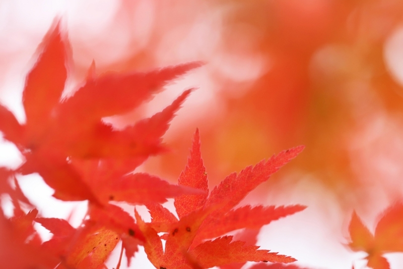 f:id:hiroshisj:20171124224144j:image f:id:hiroshisj:20171124224144j:image