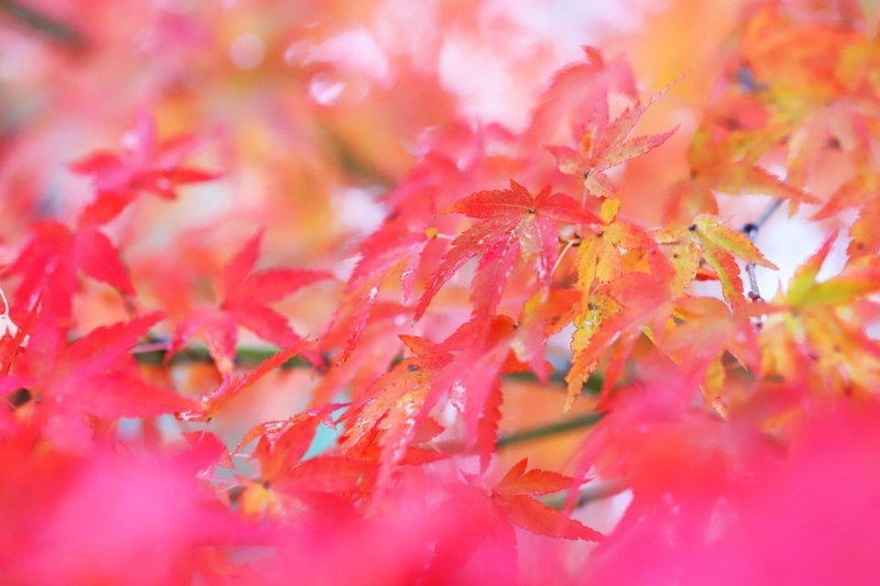 f:id:hiroshisj:20171124224203j:image f:id:hiroshisj:20171124224203j:image