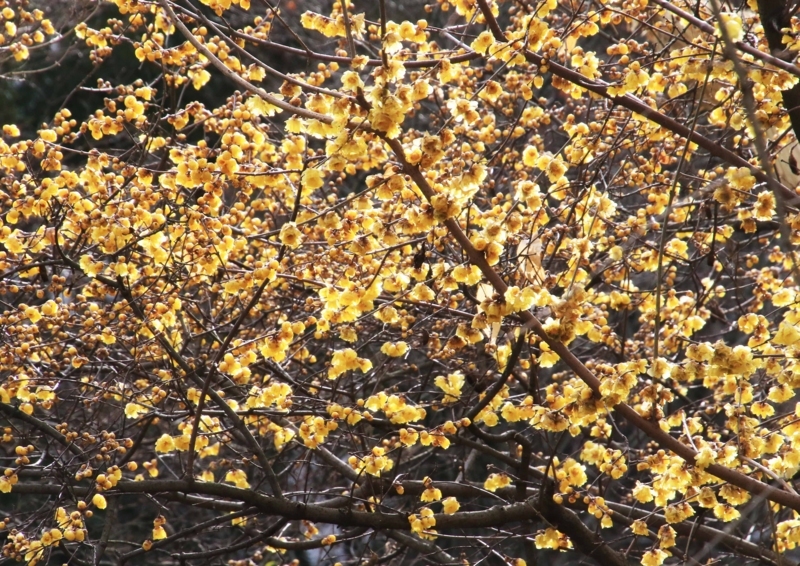 f:id:hiroshisj:20180130155501j:image