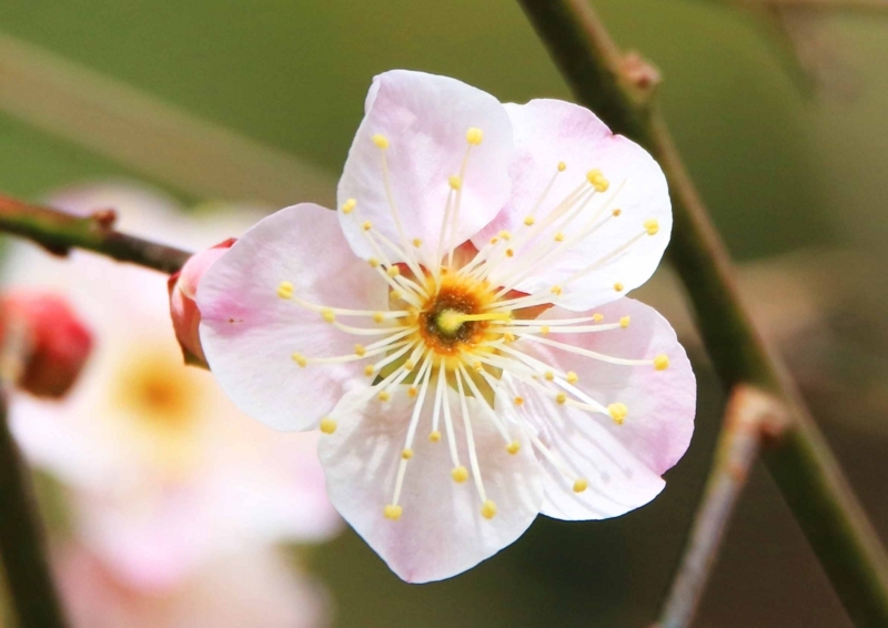 f:id:hiroshisj:20180130155808j:image