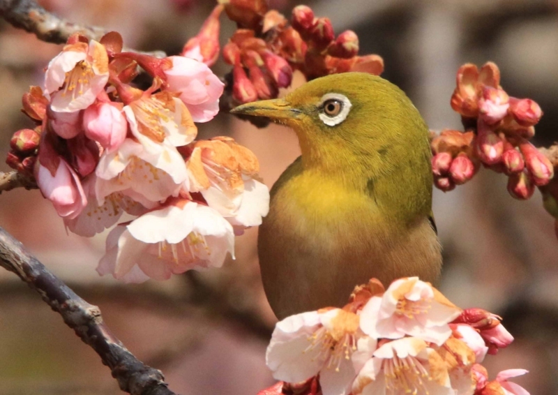 f:id:hiroshisj:20180221183802j:image