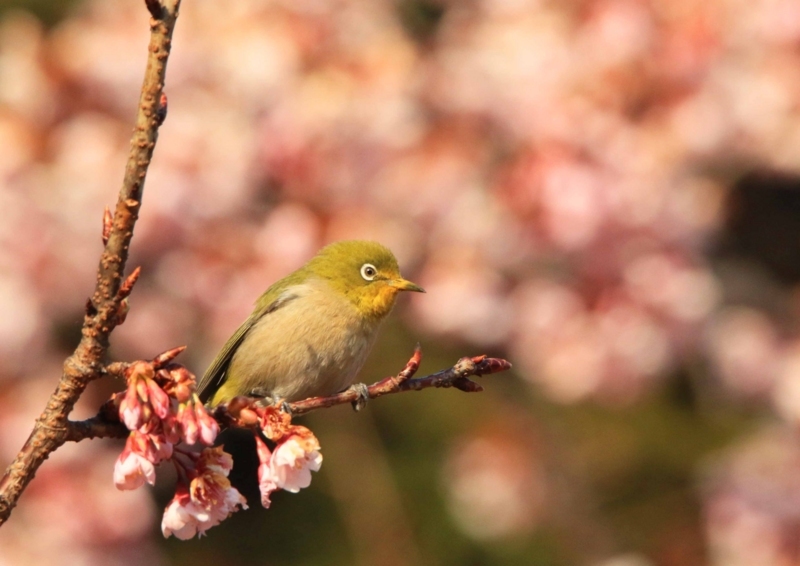 f:id:hiroshisj:20180221183812j:image