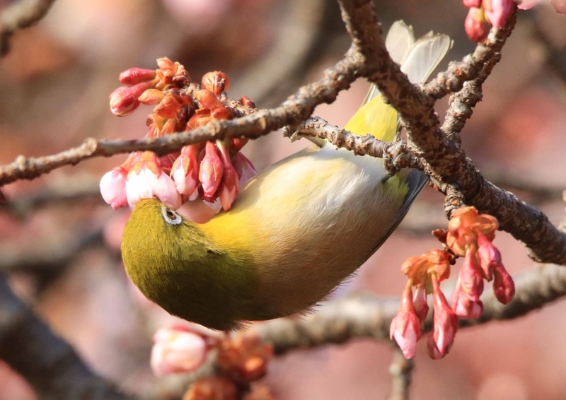 f:id:hiroshisj:20180221183820j:image