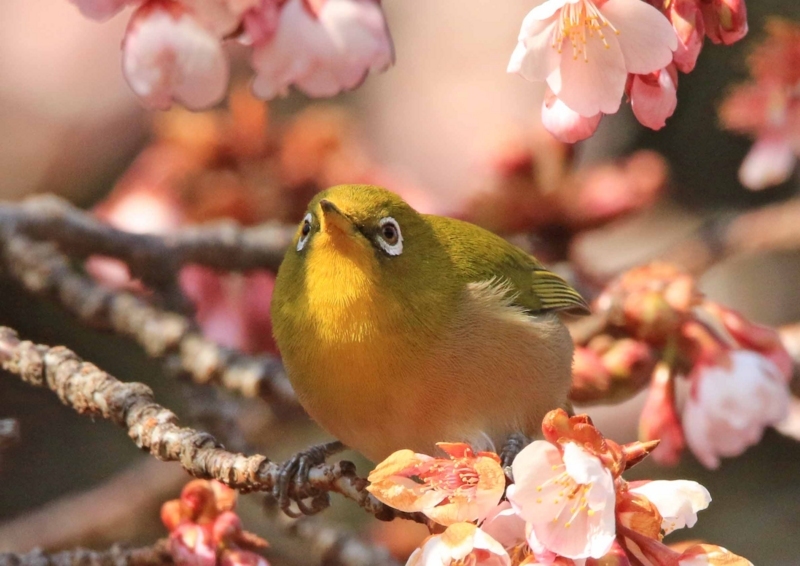 f:id:hiroshisj:20180221183845j:image