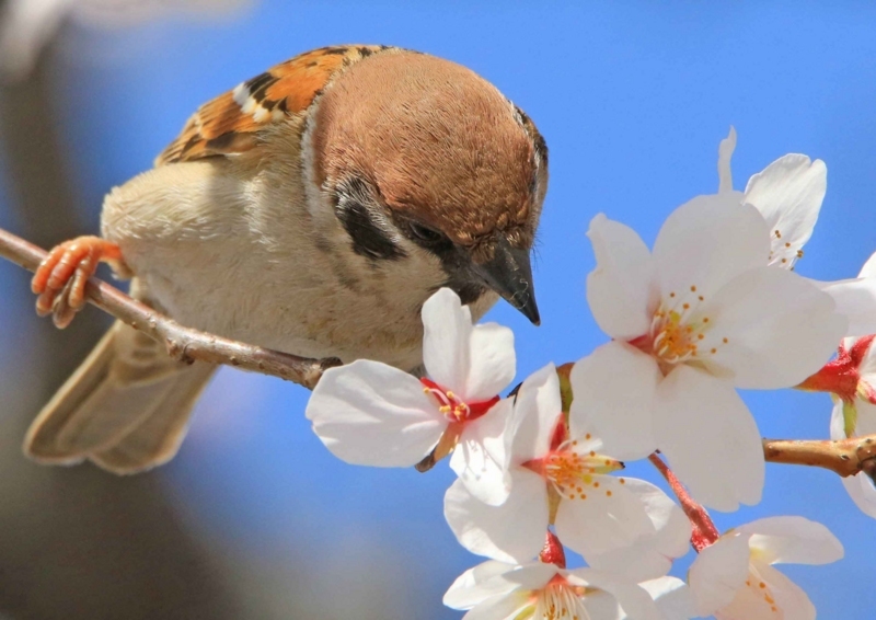 f:id:hiroshisj:20180406132419j:image
