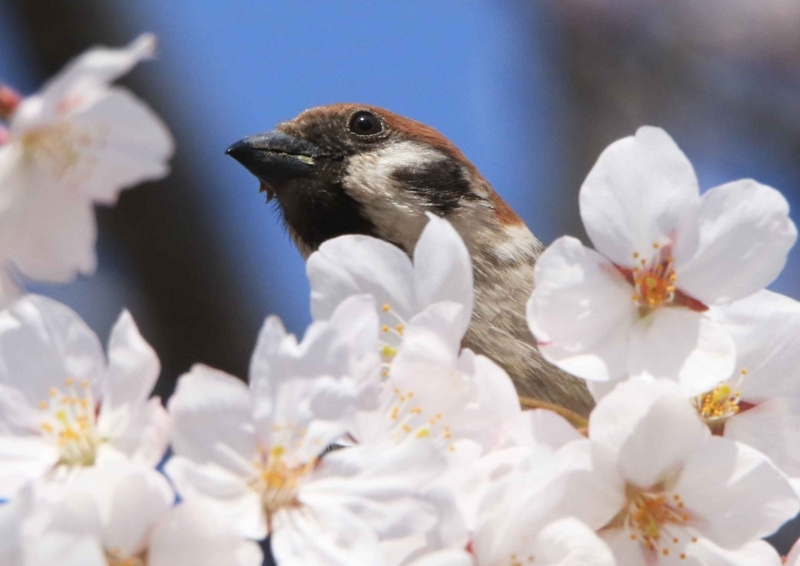f:id:hiroshisj:20180406132439j:image