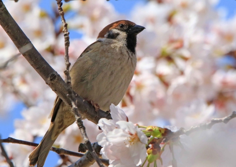 f:id:hiroshisj:20180406132447j:image