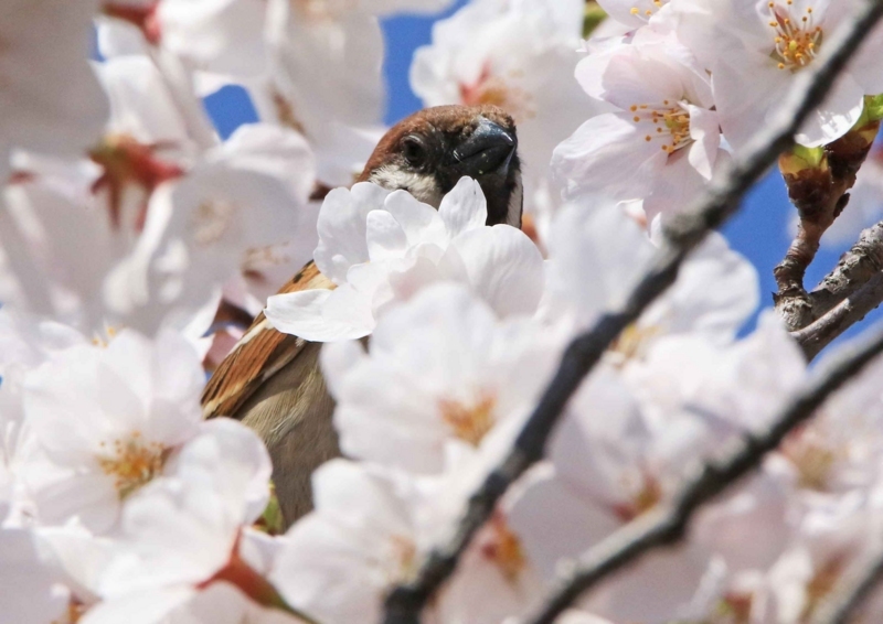 f:id:hiroshisj:20180406132456j:image