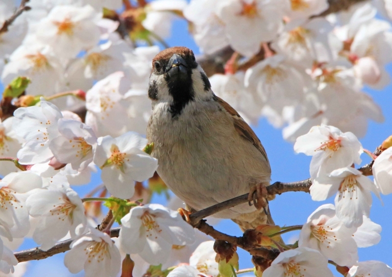 f:id:hiroshisj:20180406132524j:image