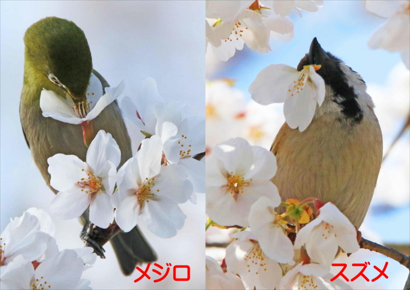 f:id:hiroshisj:20180406134116j:image