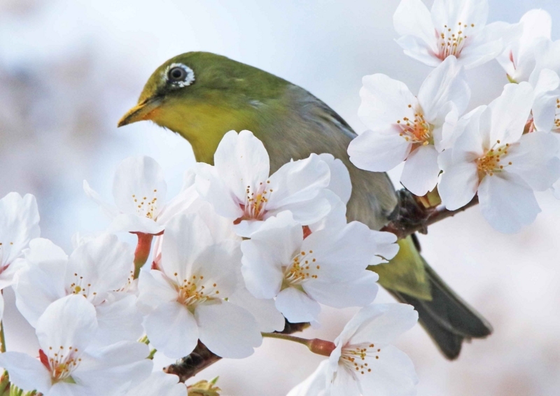 f:id:hiroshisj:20180406134136j:image