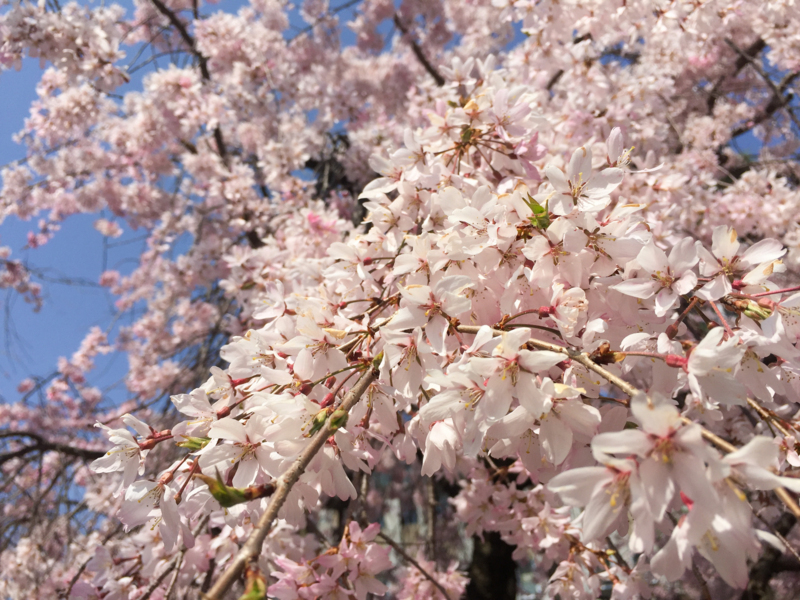 f:id:hiroshisj:20180406134153j:image
