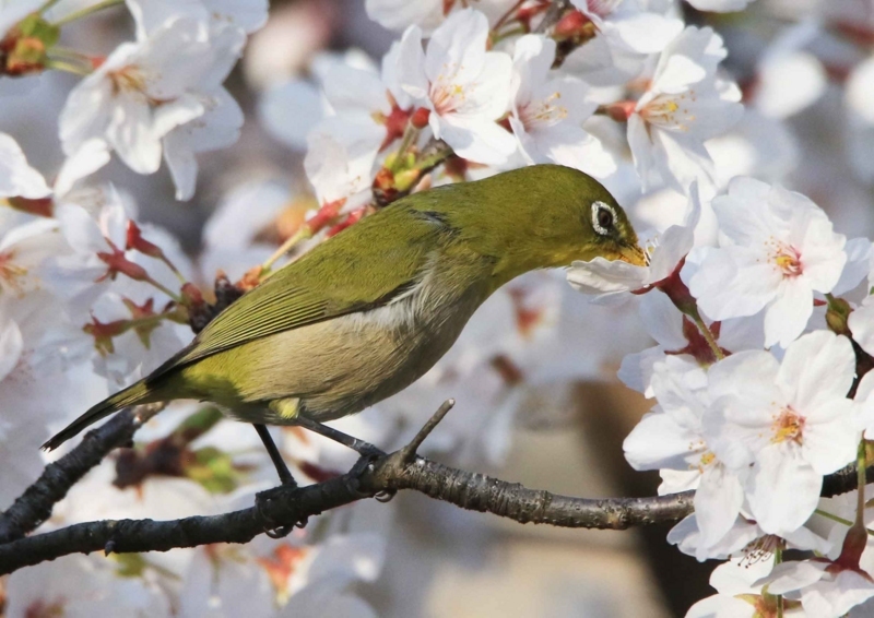 f:id:hiroshisj:20180406224533j:image