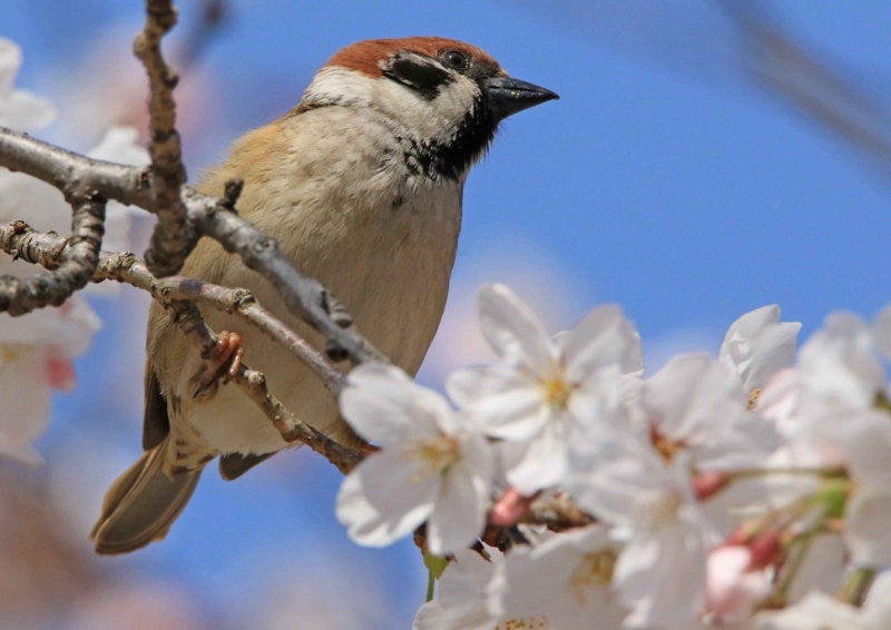 f:id:hiroshisj:20180406224656j:image
