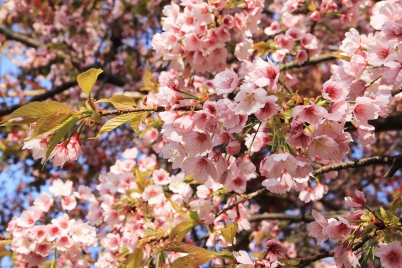 f:id:hiroshisj:20180406225328j:image