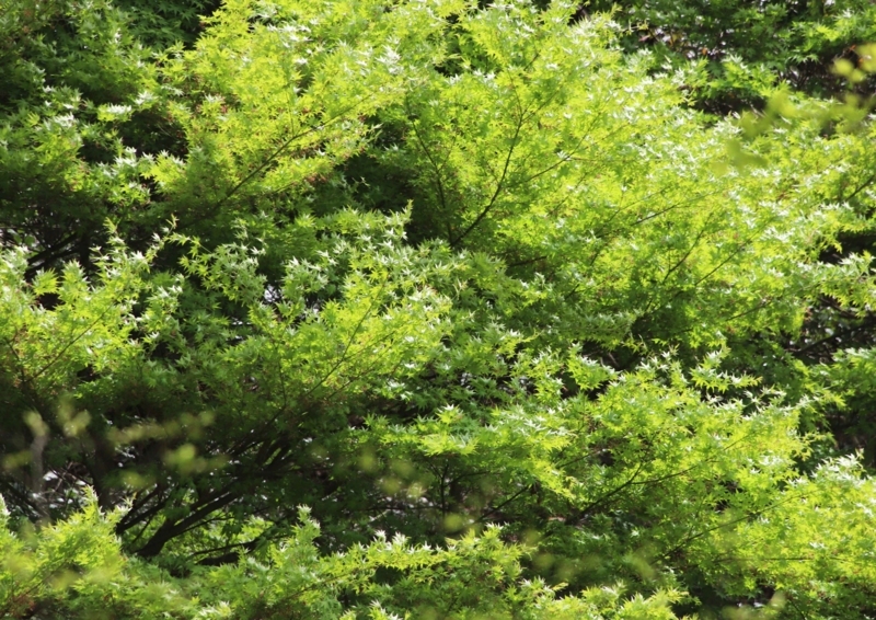 f:id:hiroshisj:20180423222932j:image