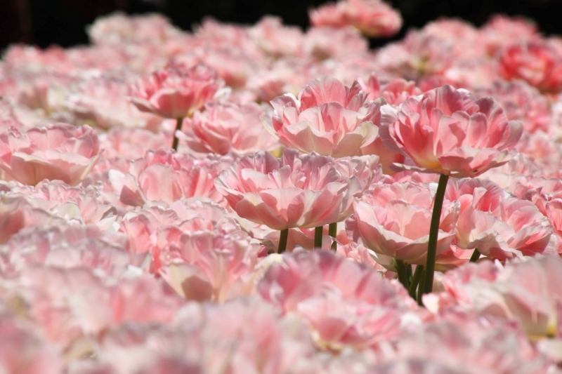 f:id:hiroshisj:20180427154321j:image