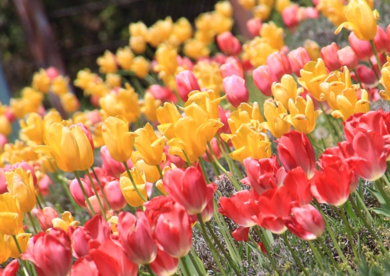 f:id:hiroshisj:20180427161812j:image