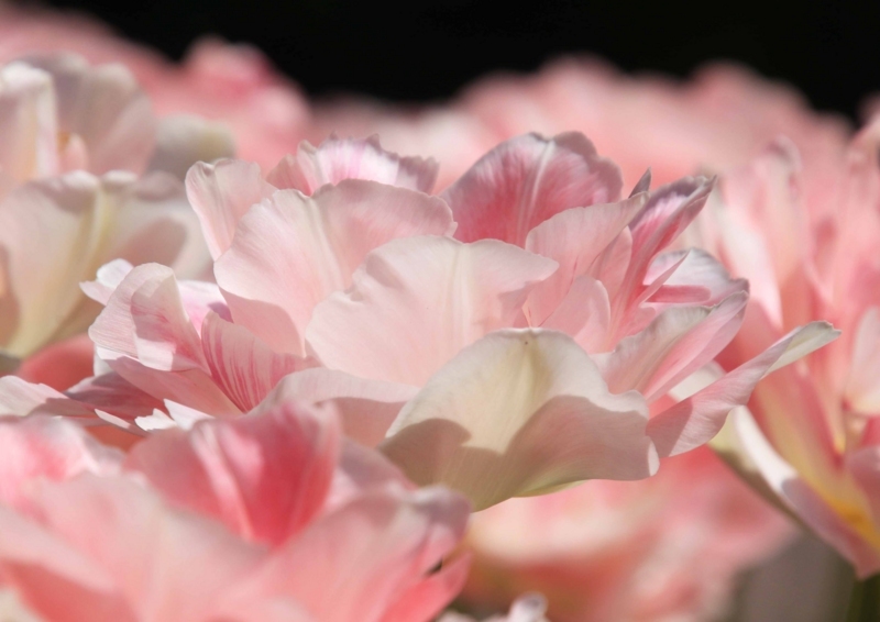 f:id:hiroshisj:20180427161840j:image