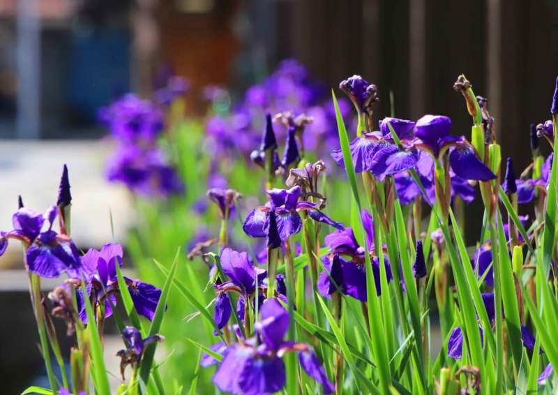 f:id:hiroshisj:20180504182456j:image