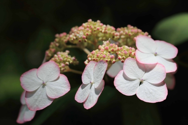 f:id:hiroshisj:20180603213033j:image