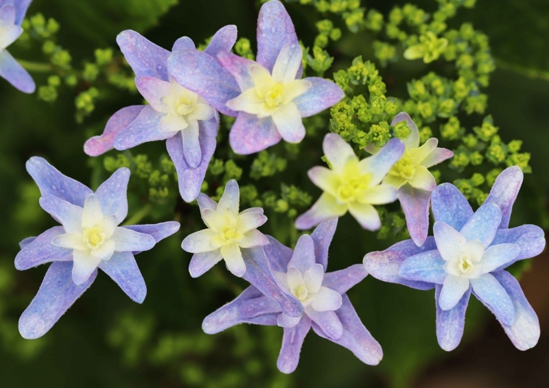 f:id:hiroshisj:20180607202518j:image f:id:hiroshisj:20180607202518j:image