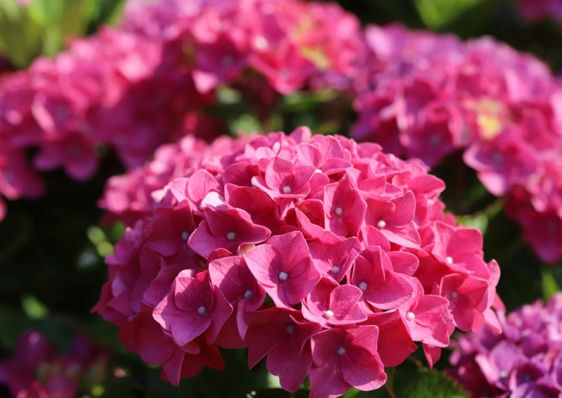 f:id:hiroshisj:20180607202537j:image f:id:hiroshisj:20180607202537j:image