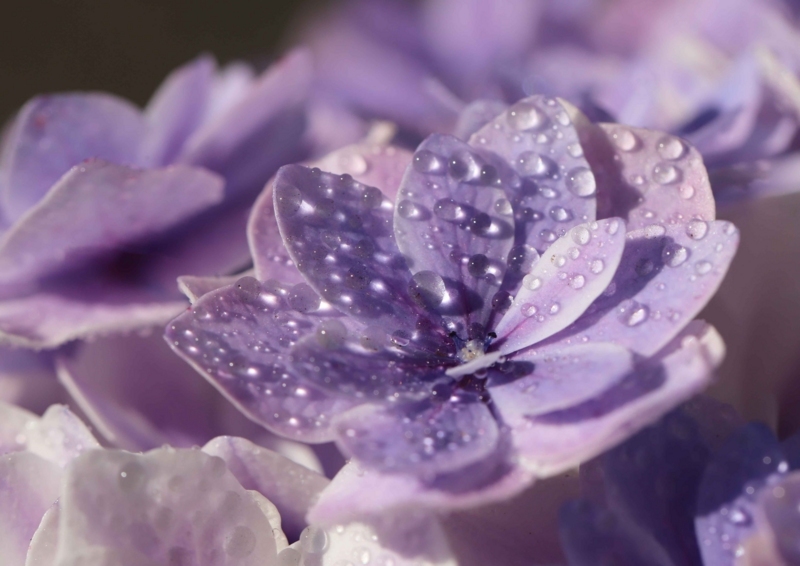 f:id:hiroshisj:20180607202555j:image f:id:hiroshisj:20180607202555j:image