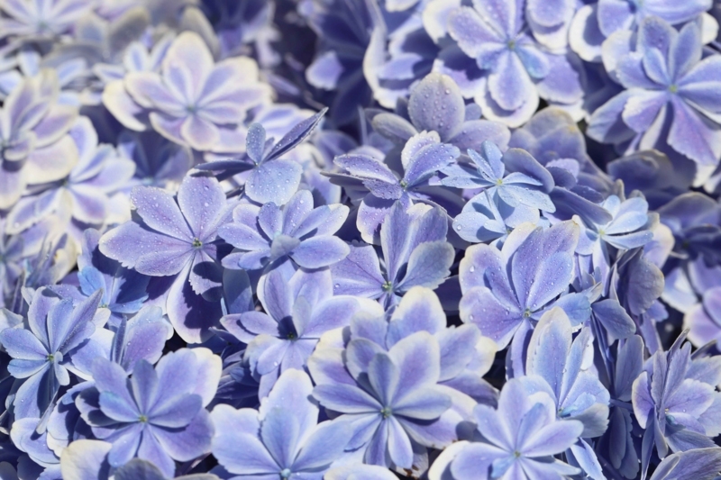 f:id:hiroshisj:20180607202621j:image f:id:hiroshisj:20180607202621j:image