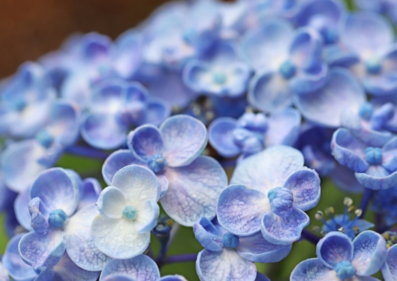 f:id:hiroshisj:20180607203013j:image f:id:hiroshisj:20180607203013j:image