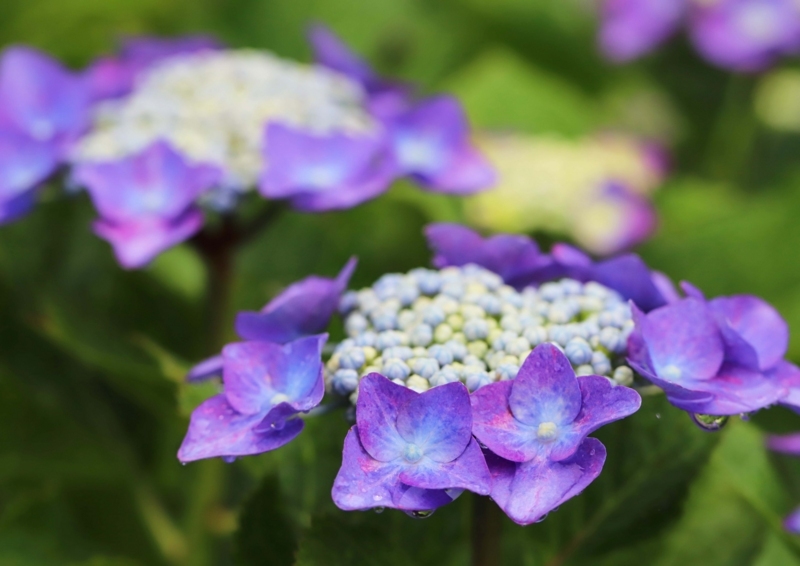 f:id:hiroshisj:20180607203027j:image f:id:hiroshisj:20180607203027j:image