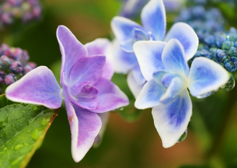 f:id:hiroshisj:20180607203052j:image f:id:hiroshisj:20180607203052j:image