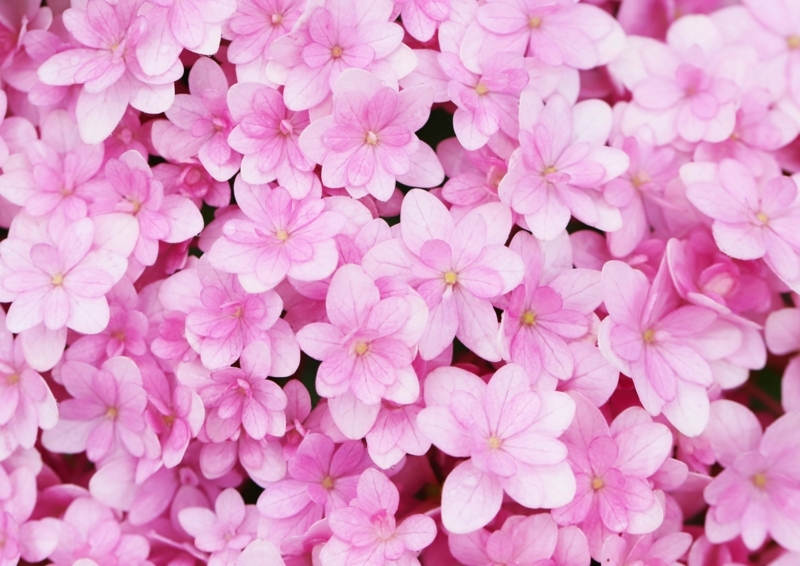 f:id:hiroshisj:20180607203118j:image f:id:hiroshisj:20180607203118j:image