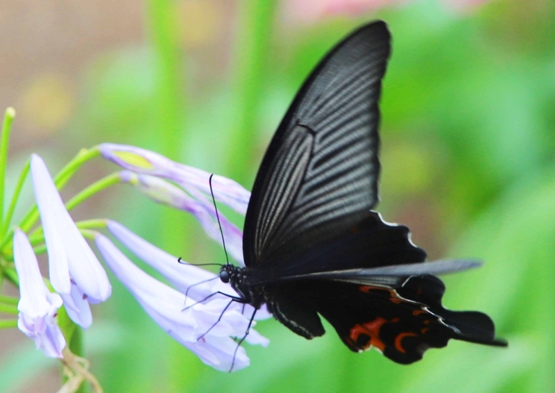 f:id:hiroshisj:20180710162342j:image f:id:hiroshisj:20180710162342j:image