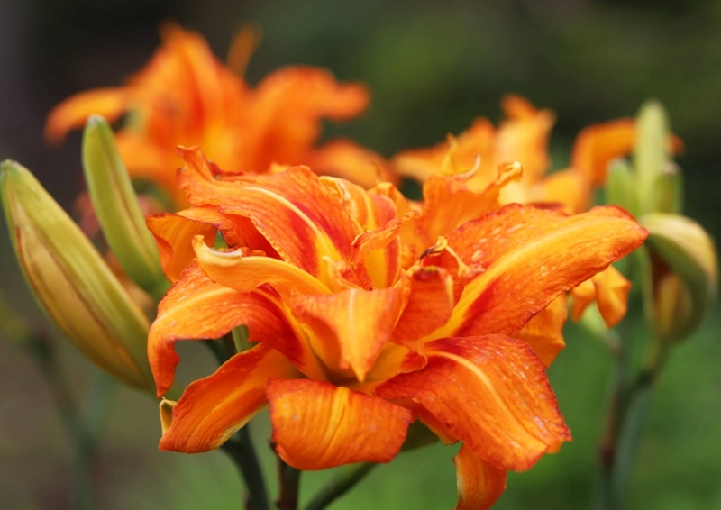 f:id:hiroshisj:20180710162403j:image f:id:hiroshisj:20180710162403j:image