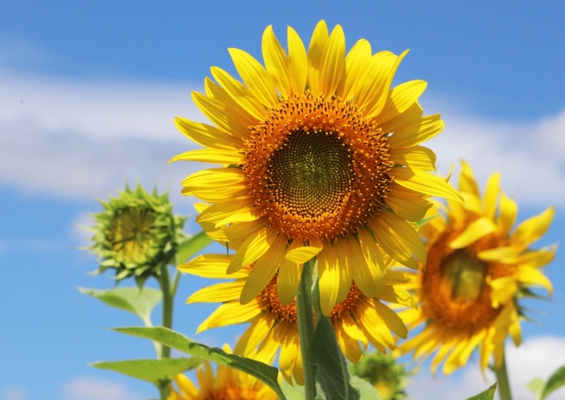 f:id:hiroshisj:20180822001416j:image f:id:hiroshisj:20180822001416j:image